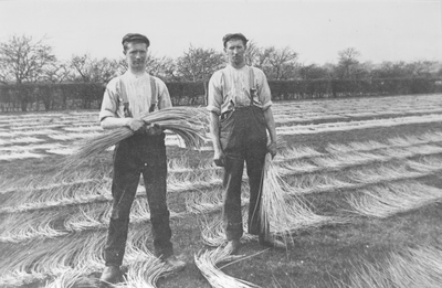 Cutting Osiers for basket making 'Owd Dick's' Mawdesley