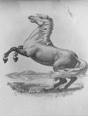 Picture of horse