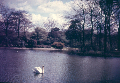 Swan on the lake in Victoria Park, Nelson