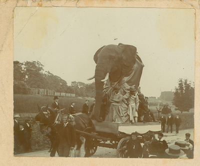 Elephant in the Lancaster Coronation Parade 1902