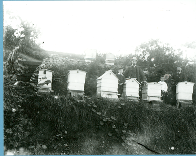 Producing local honey, Tarleton