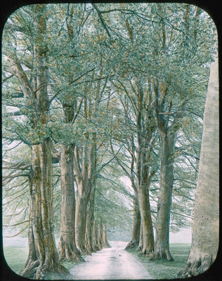 View of Beech Trees, Dallam Tower Park