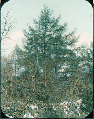 Pine Tree in Woods