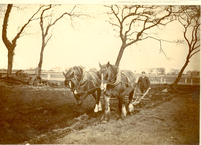 Horse drawn ridging plough, Tarleton