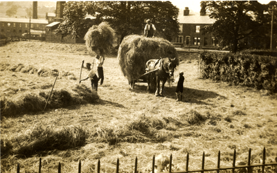 Haymaking in fields off Reedyford Road