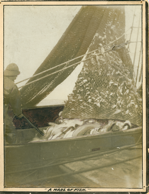 'A haul of fish' , S.S. Connie, Fleetwood