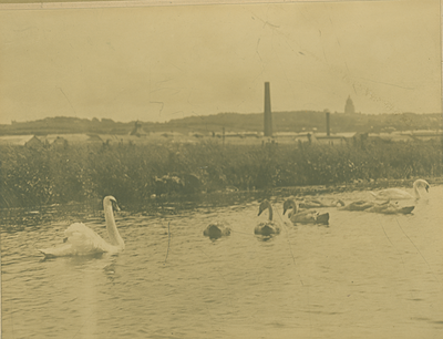 Swans on the River Lune, Lancaster