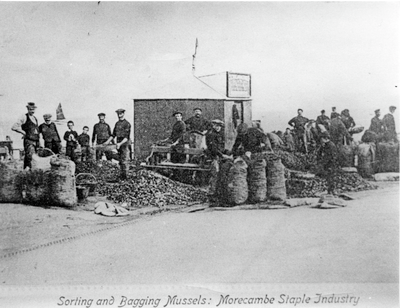 Sorting and bagging mussels: Morecambe staple industry
