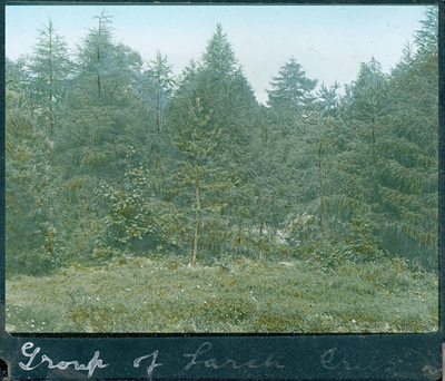 Group of Larch Trees