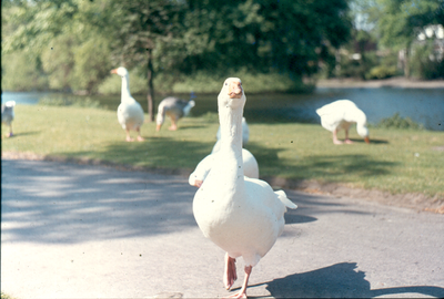 Geese in Victoria Park