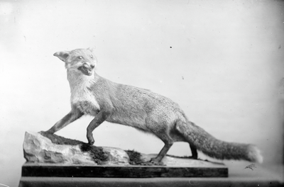 Fox caught on Catlow Fell, Dalehead
