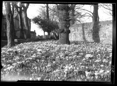 Crocuses, Heysham churchyard
