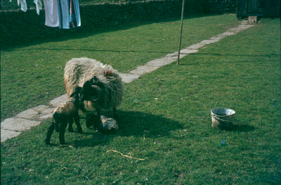 Sheep at Wycollar