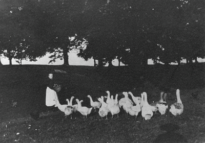 Feeding geese at Clayton Hall