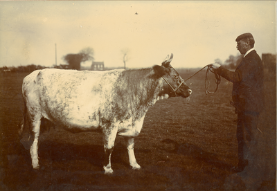 Farmer with bull, Tarleton