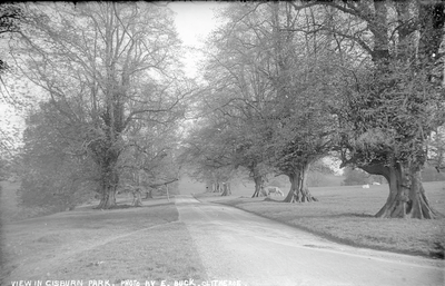 Gisburne Park: View of the Drive and Parkland