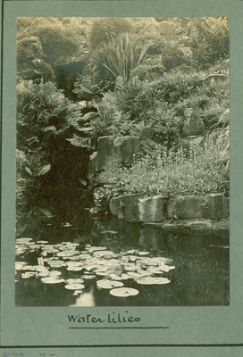 Water Lilies, Sullom End Gardens, Barnacre