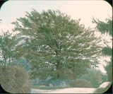 Beech Tree at the Corner of W. W. Lane