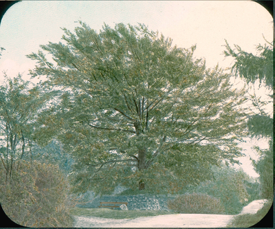 Beech Tree at the Corner ow W. W. Lane