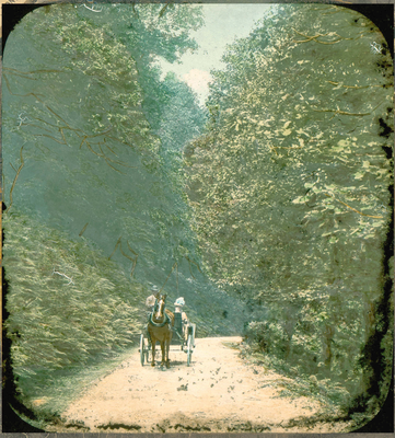 Horse and Trap in wooded lane