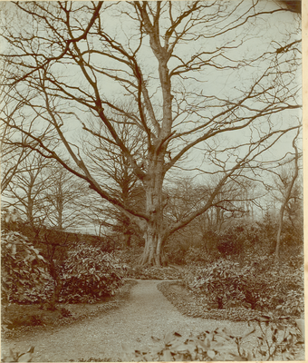 The Great Sycamore, Aldcliffe Shrubbery, near Lancaster
