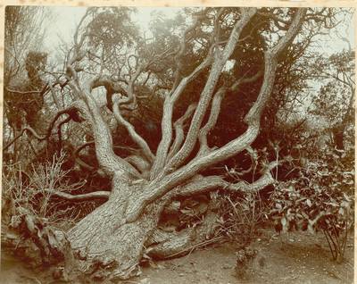The Cedar of Lebanon - Aldcliffe near Lancaster - blown down by the storm of Feb 27, 1903
