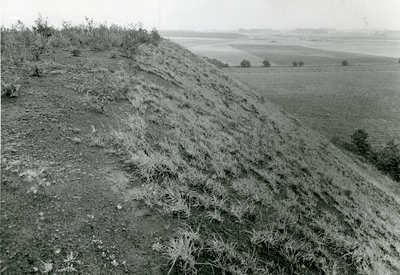Planting on the western slope of the spoil heap at Bickerstaffe Colliery site