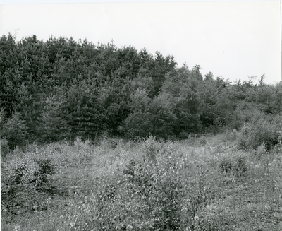 Trees in the planting scheme at Bickerstaffe Colliery.