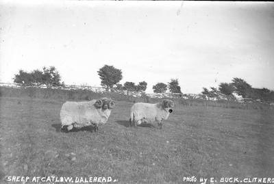 Hodder Valley - Sheep at Catlow Farm