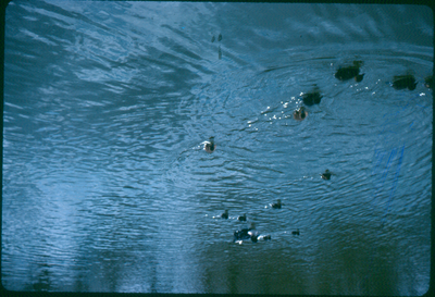 Ducks in Victoria Park