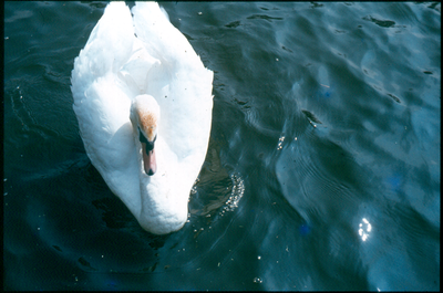 Swan, Victoria Park Lake, Nelson