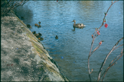 Ducks, Victoria Park Lake, Nelson