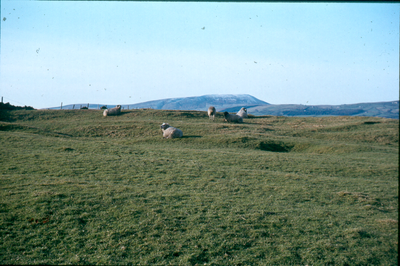 Sheep on Tum Hill