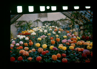 Flowers in Marsden Park Conservatory