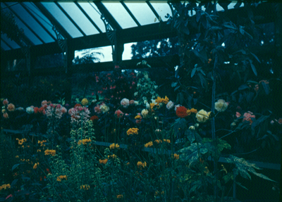 Flowers in Marsden Park Conservatory