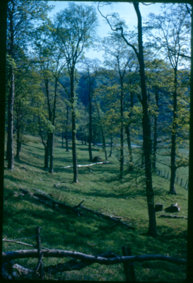 Grass Wood, Grassington