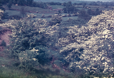 May blossom, Old Laund Farm