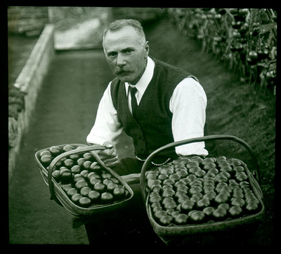 Lancaster - gardener with tomatoes